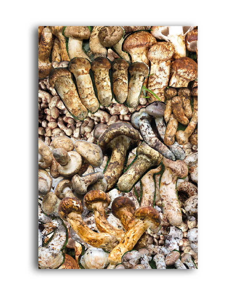 [9786586941968] O cogumelo no fim do mundo (Anna Tsing; Jorgge Menna Barreto; Yudi Rafael. N-1 Edições) [POL042060]